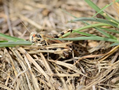 3. Locusta migratoria migratoria (Linnaeus, 1758)