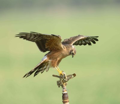 10. Montagu's Harrier - Circus pygargus (juvenile)