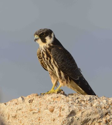 3. Eurasian Hobby - Falco subbuteo