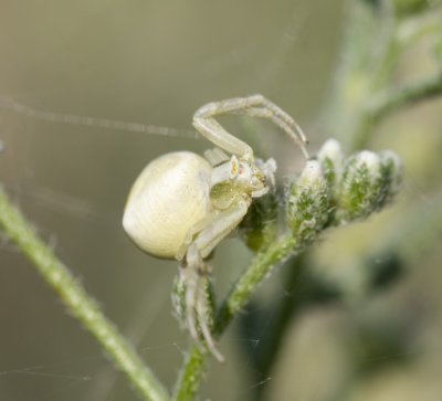 Thomisus cf. yemensis (Dippenaar-Schoeman & van Harten, 2007)