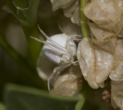 Thomisus cf. yemensis (Dippenaar-Schoeman & van Harten, 2007)