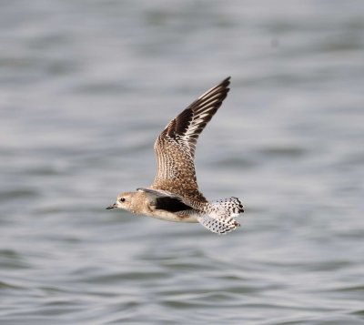 8. Grey Plover - Pluvialis squatarola