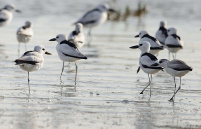 1. Crab-plover - Dromas ardeola