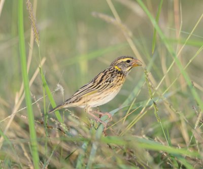 1. Streaked Weaver - Ploceus manyar