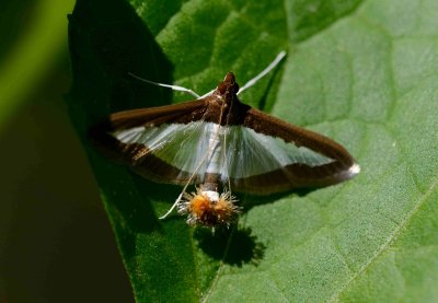 5. Diaphania indica (Saunders, 1851) - Cucumber Moth