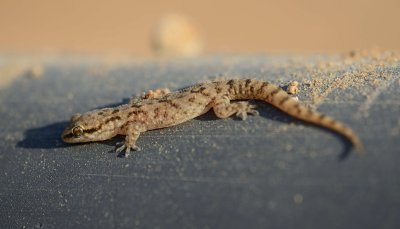 7. Heyden's gecko - Hemidactylus robustus