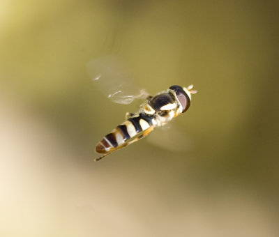 5. Ischiodon aegyptius (Wiedemann, 1830) (male)