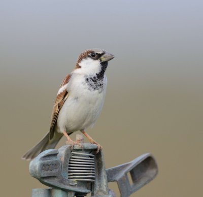 1. House Sparrow - Passer domesticus 