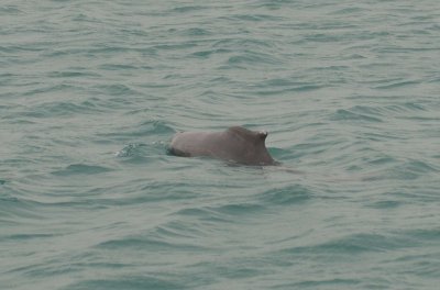 4. Indo-Pacific Humpback Dolphin - Sousa plumbea