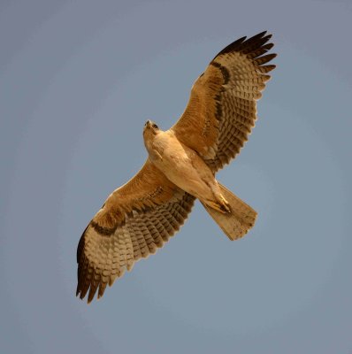 19. Bonelli's Eagle - Aquila fasciata (juvenile)