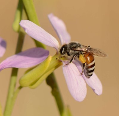 1. Apis (Micrapis) florae (Fabricius, 1787) - Asian Dwarf Bee