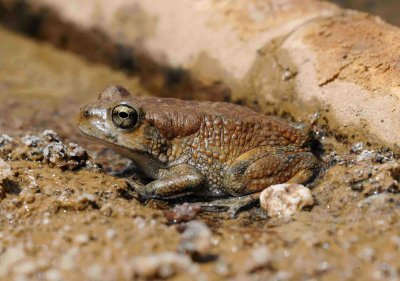 1. Arabian Toad - Bufo arabicus