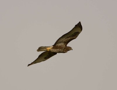 14. Common (Western Steppe) Buzzard - Buteo buteo vulpinus