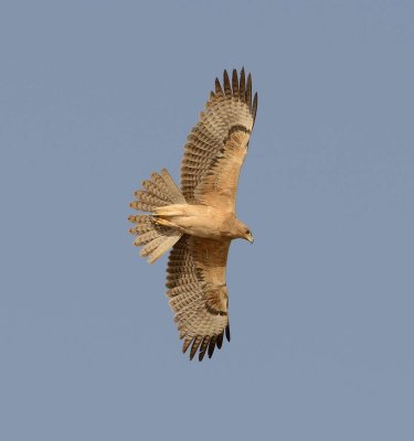 19. Bonelli's Eagle - Aquila fasciata (juvenile)