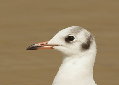 2. Common Black-headed Gull - Larus ridibundus