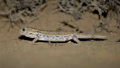 8. Persian Wonder Gecko - Teratoscincus scincus keyserlingii (Strauch, 1863)
