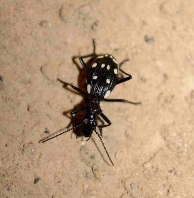 6. Anthia (Thermophilum) duodecimguttata (Bonelli, 1813) - Domino Beetle