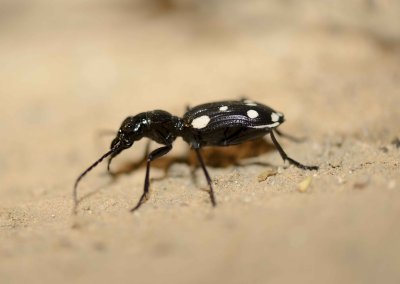 6. Anthia (Thermophilum) duodecimguttata (Bonelli, 1813) - Domino Beetle