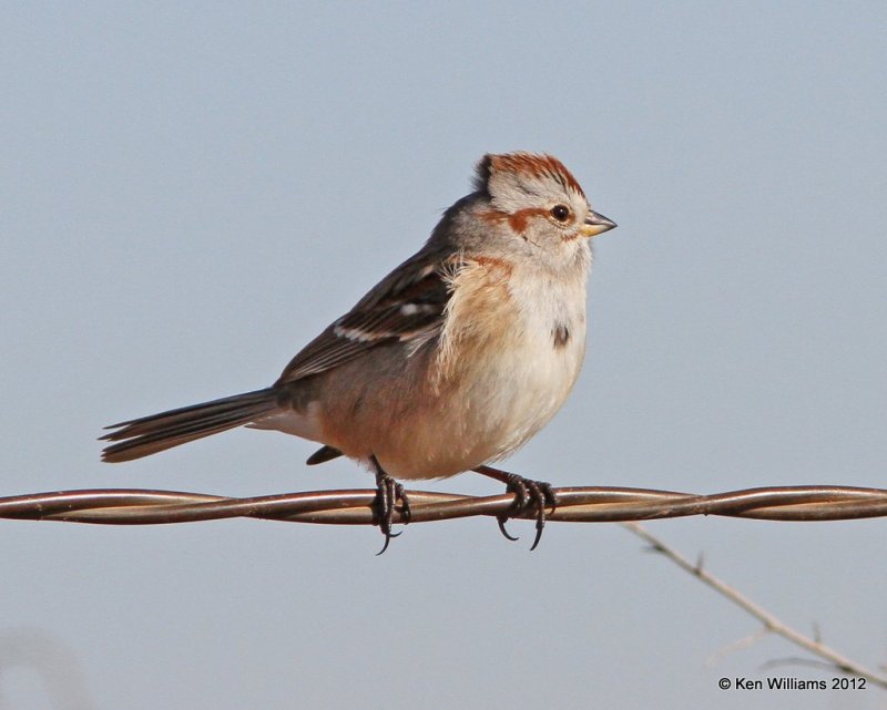 American Tree Sparrow, Drumond Flats, Garfield Co, OK, 1-16-13, Ja_003398.jpg