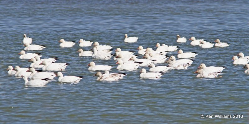 Snow & Ross's Geese, Bosque del Apache NW Refuge, NM, 2-13-13, Ja_23410.jpg