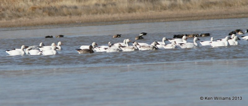 Snow Geese, Bosque del Apache NW Refuge, NM, 2-13-13, Ja_23354.jpg