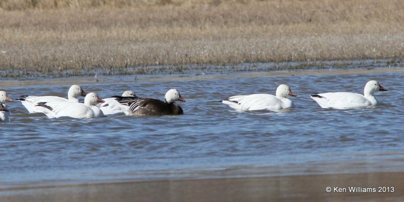 Snow Geese, Bosque del Apache NW Refuge, NM, 2-13-13, Ja_23362.jpg