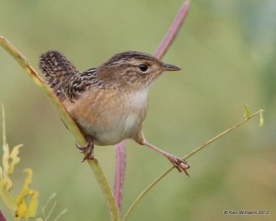 Sedge Wren