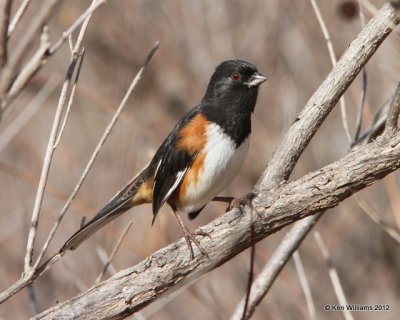 Eastern Towhee