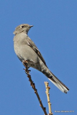 :Townsend's Solitaire: