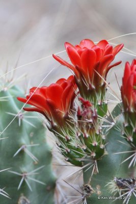 Calariet Cup Cactus, Big Bend NP, TX, 4-19-12, Ja_6759.jpg