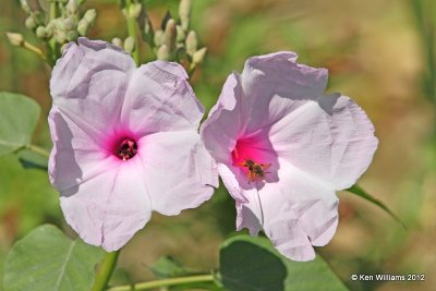 Flower, Zapata, TX, 4-22-12, Ja_8537.jpg
