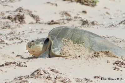 : Turtles :