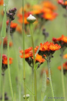 Orange Hawkweed, Hieracium aurantiacum, N. Prince Geroge, BC, 6-30-12, Ja_12681.jpg