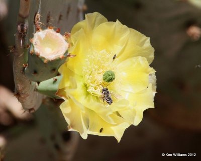 Prickley Pear cactus, Big Bend NP, TX, 4-17-12, Ja_6141.jpg
