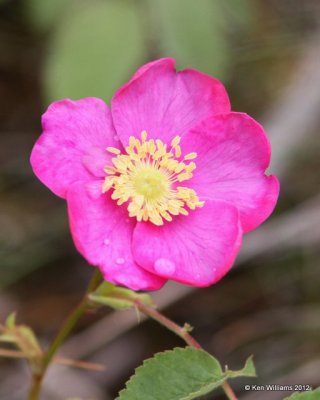 Prickly Rose, Rosa acicularis, N. Prince Geroge, BC, 6-30-12, Ja_12688.jpg