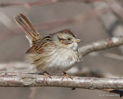 Swamp Sparrow, Oologah Lake, Rogers Co, OK, 12-29-12, Ja_002627.jpg