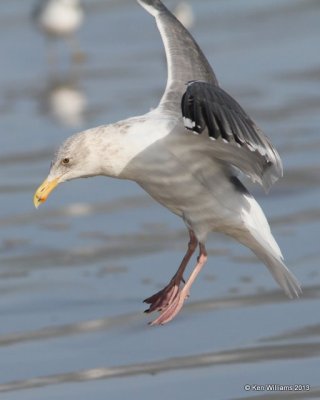 Western Gull - adult nonbreeding, Pismo Bay, CA, 2-23-13, Ja_27291.jpg