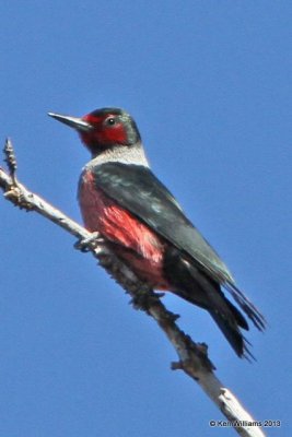 Lewiss Woodpecker, South Rim Grand Canyon, AZ, 2-26-13, Ja_28584.jpg