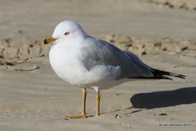 Ring-billed Gull - nonbreeding adult, Pismo Bay, CA, 2-23-13, Ja_27113.jpg