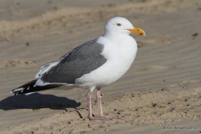 :Western Gull: