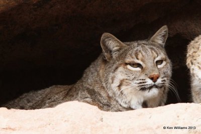 Bobcat, Arizona-Sonora Desert Museum, Tucson,  AZ, 2-18-13, Ja_25541.jpg