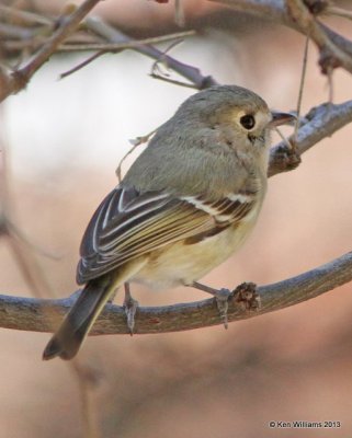 Hutton's Vireo