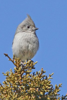 Juniper Titmouse, South Rim Grand Canyon, AZ, 2-26-13, Ja_28672.jpg