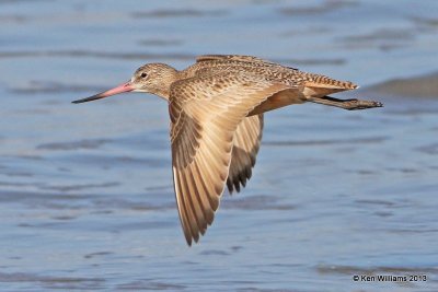 : Marbled Godwit: