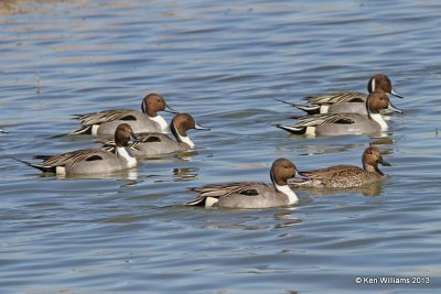Northern Pintails, Bosque del Apache NW Refuge, NM, 2-13-13, Ja_23415.jpg