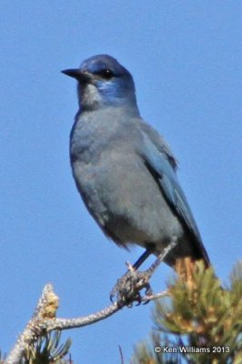 Pinyon Jay