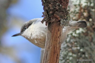 Pygmy Nuthatch, Mt Lemmon, Tucson, AZ, 2-18-13, Ja_25937.jpg