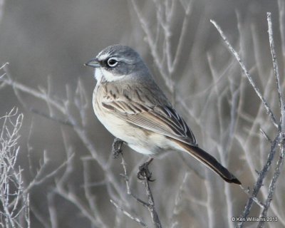 :Sage Sparrow: