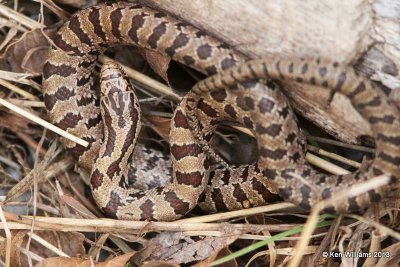 Prairie Kingsnake, Nowata Co, OK, 3-18-13, Ja_005198.jpg