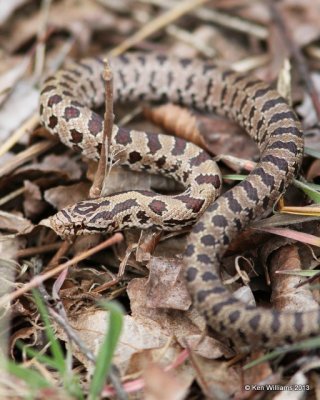 Prairie Kingsnake, Nowata Co, OK, 3-18-13, Ja_005206.jpg
